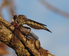 Neomochtherus willistoni