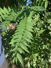 Ailanthus altissima
