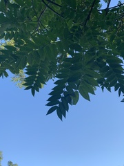 Ailanthus altissima
