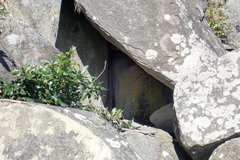 Leproplaca chrysodeta