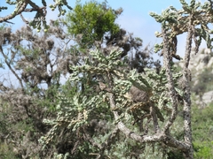 Campylorhynchus brunneicapillus