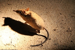 Petrodromus tetradactylus