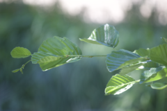 Alnus rohlenae