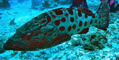 Epinephelus tukula