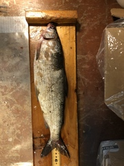 Coregonus clupeaformis