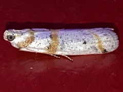 Acroncosa albiflavella