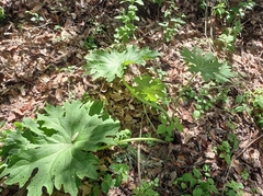 Psacalium peltatum
