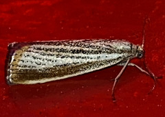 Agriphila plumbifimbriellus