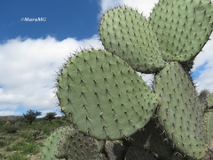 Opuntia hyptiacantha