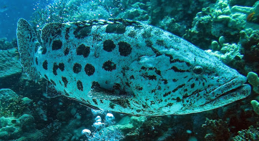 Potato Grouper