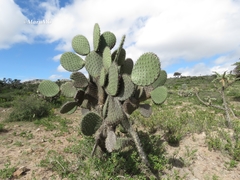 Opuntia hyptiacantha