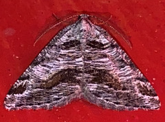Macaria colata