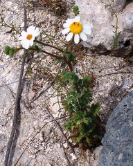 Perityle crassifolia robusta