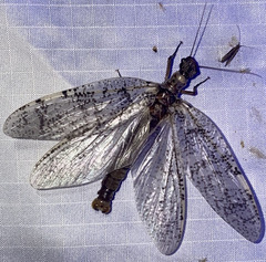 Orohermes crepusculus