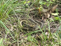 Thamnophis sirtalis