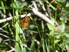 Phyciodes orseis