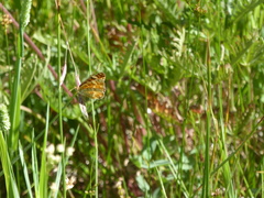 Phyciodes orseis