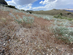 Eriogonum spergulinum