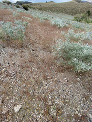 Eriogonum spergulinum