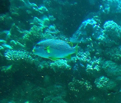 Plectorhinchus lineatus