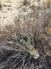 Eriogonum nummulare