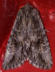 Andropolia diversilineata