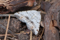 Macaria quadrilinearia