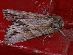 Andropolia diversilineata