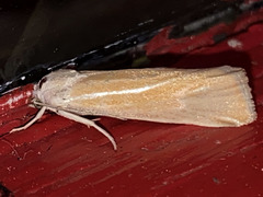 Pelochrista caniceps
