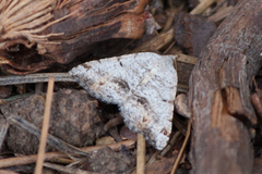 Macaria quadrilinearia