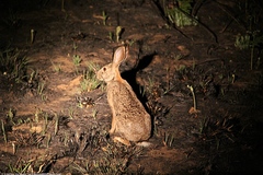 Lepus victoriae