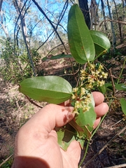 Smilax australis