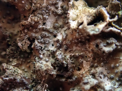 Pseudocyphellaria intricata