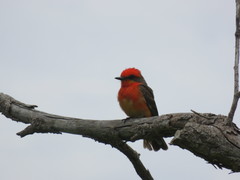 Pyrocephalus rubinus
