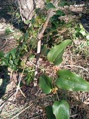 Smilax australis