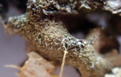 Pseudocyphellaria intricata