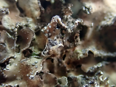 Pseudocyphellaria intricata