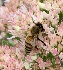 Apis mellifera