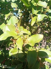 Smilax australis