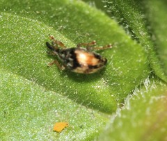 Nanophyinae