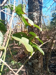 Smilax australis
