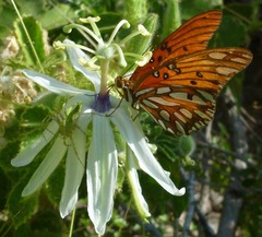 Passiflora palmeri