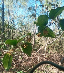 Smilax australis