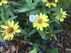 Pieris rapae