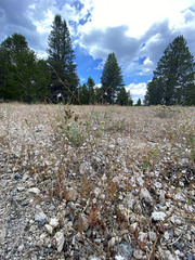 Euphilotes pallescens