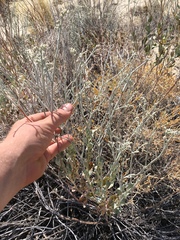 Eriogonum nummulare