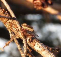 Neomochtherus willistoni