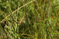 Carex diandra
