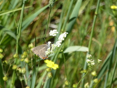 Satyrium californica