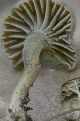 Hodophilus rugulosus